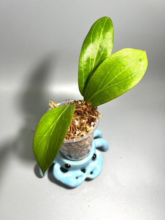 Hoya salmonea - starting to root