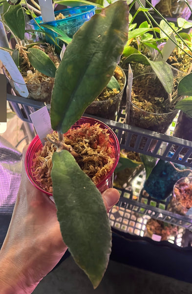 Hoya undulata - has some roots