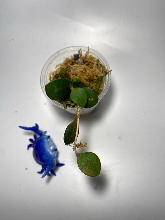 Hoya carmelae - has some roots