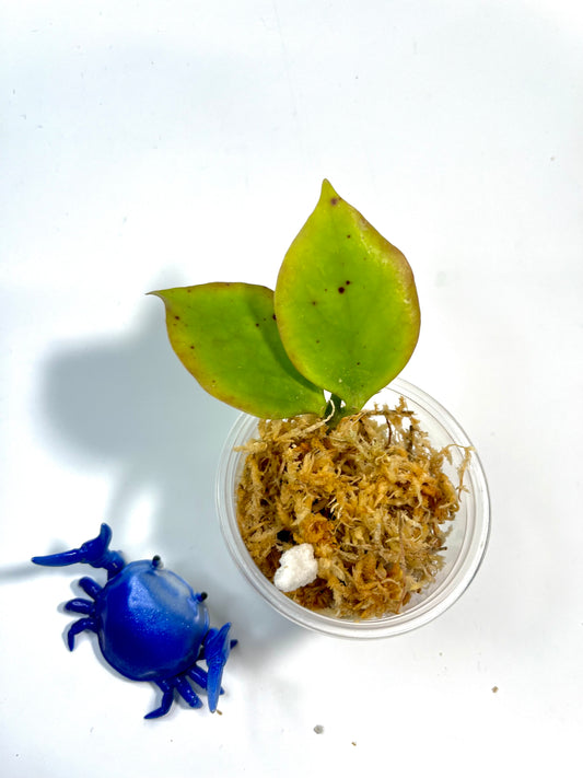 Hoya pseudo littoralis - Unrooted