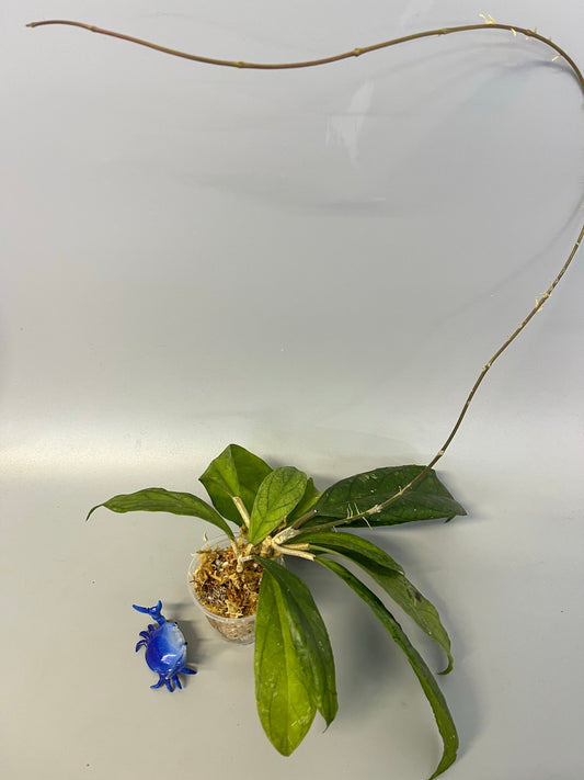 Hoya ranauensis - unrooted