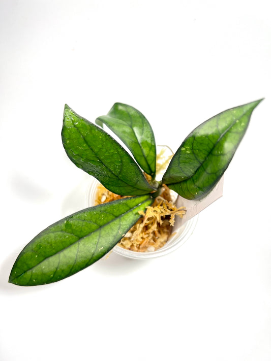 Hoya crassipetiolata - Unrooted