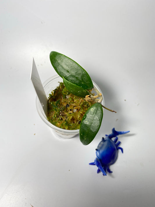 Hoya acuta mini - active growth