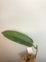 Hoya Archboldiana - pink