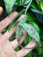 Hoya carnosa Wilbur graves NOID China - fresh cut - 2 nodes