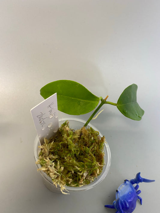 Hoya buotii sunrise - has some roots