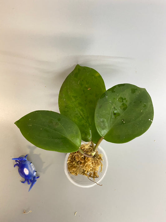 Reserved for Katie - Hoya surigaoensis - active growth