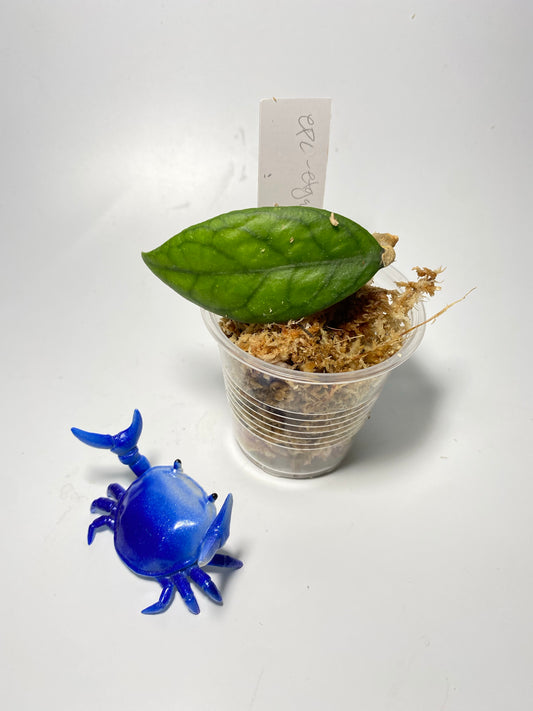 Hoya epc - etga - starting to root