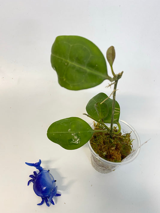 Hoya elliptica round leaf - active growth