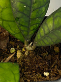 Hoya finlaysonii round leaf - active growth