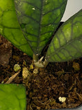 Hoya finlaysonii round leaf - active growth