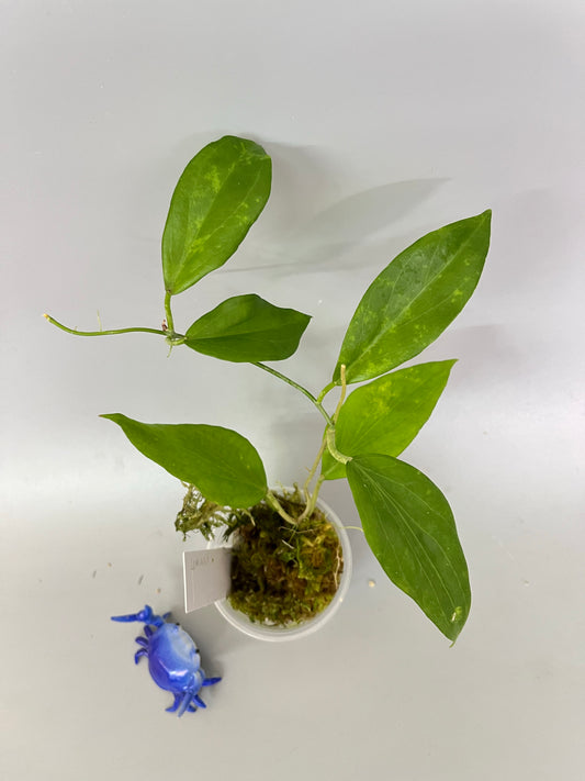 Hoya cominsii - has some roots