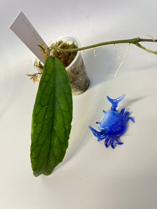 Hoya cv golden eye - has roots