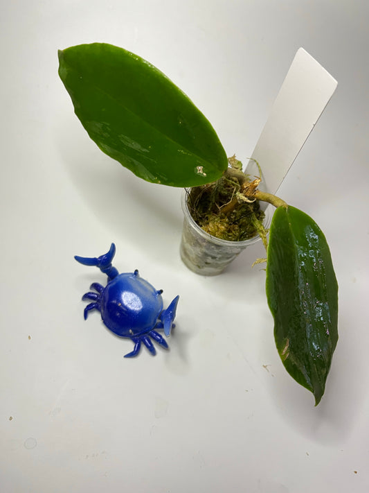 Hoya mindorensis dark red - starting to root