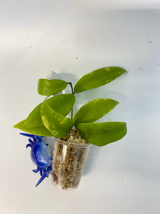 Hoya sp UT011 - Unrooted