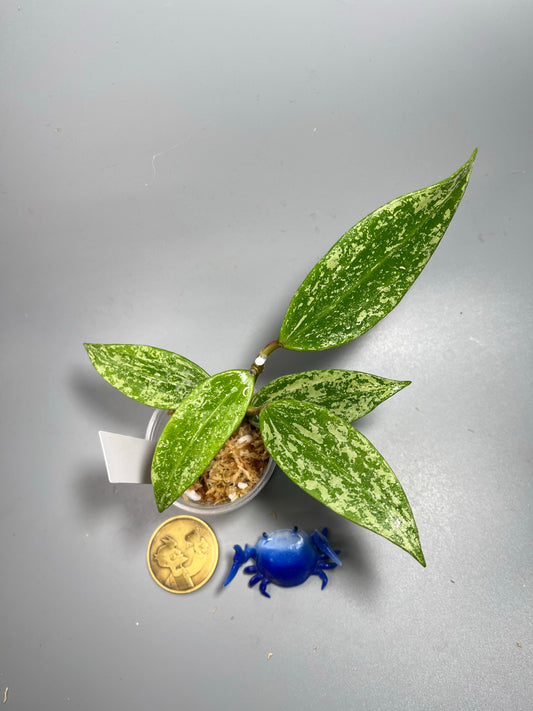 Hoya rangsan - Unrooted