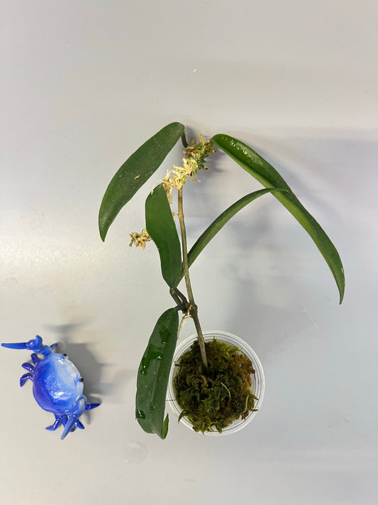 Hoya ‘minibelle’ sheperdii x carnosa - has some roots