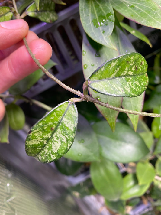 Hoya crassipetiolata splash - fresh cutting Unrooted