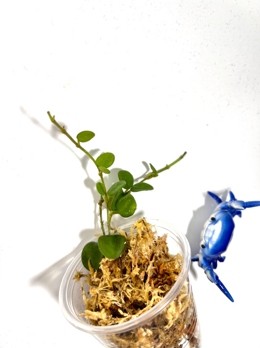 Hoya serpens - fresh cut -  Unrooted