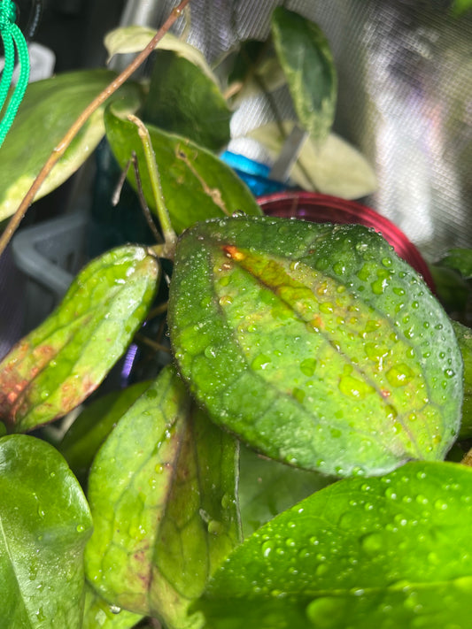 Hoya Jennifer - fresh cut - 1 node - Unrooted