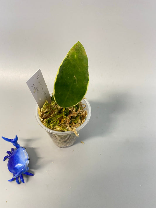 Hoya acuta variegata - free add on