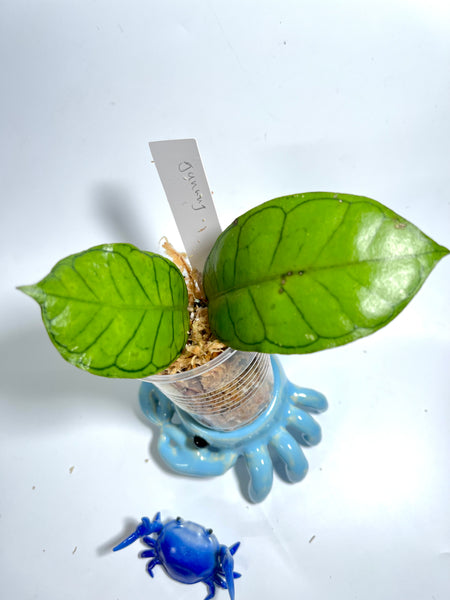 Hoya gunung gading - 1 node / 1 leaf - Unrooted