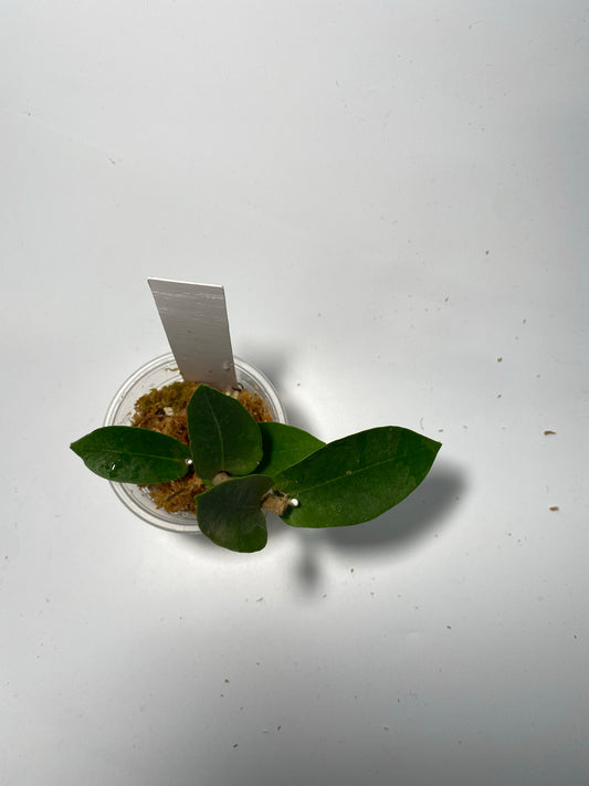 Hoya densifolia - has roots