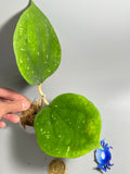 Hoya balaensis round leaf - unrooted