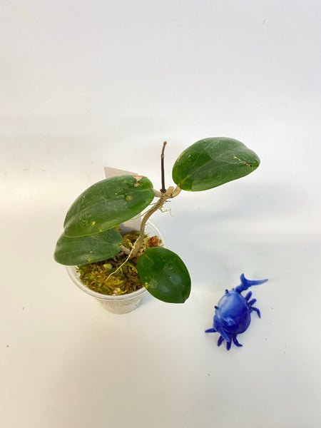 Hoya fitchii - yellow - active growth