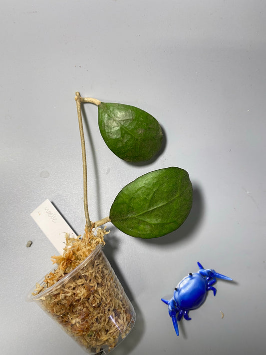 Hoya cv noelle - vitellinoides x vitellina - unrooted