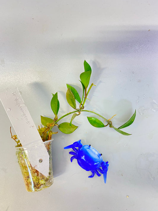 Hoya sipitangensis - active growth