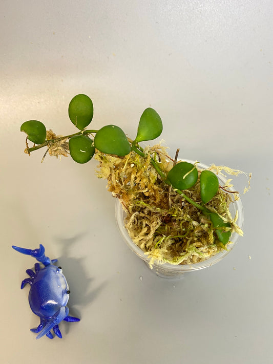 Hoya heuschkeliana yellow - rooted