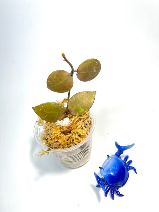 Hoya lacunosa Indonesia  - Unrooted