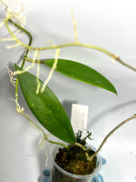 Hoya sp Burma  - active growth