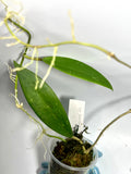 Hoya sp Burma  - active growth