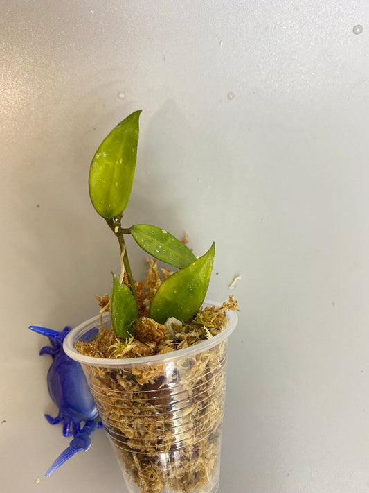 Hoya lacunosa EPC giant leaf
