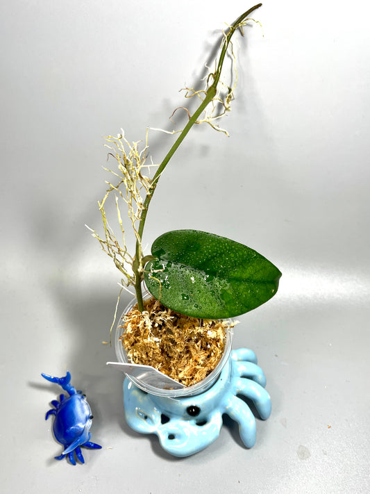 Hoya sp tam Dao   - Unrooted