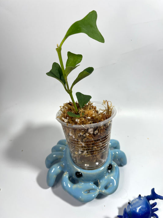 Hoya manipurensis - Unrooted