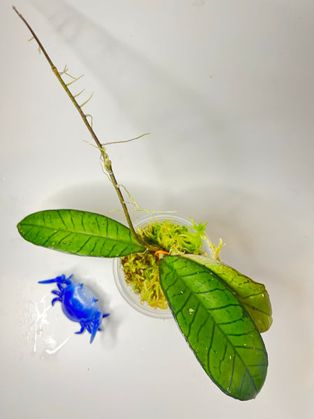 Hoya gunung gading - has a short stem - active growth