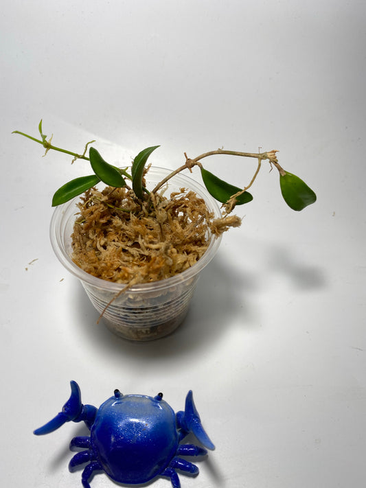 Hoya EPC 319 / PG04 / mini wayettii - has roots