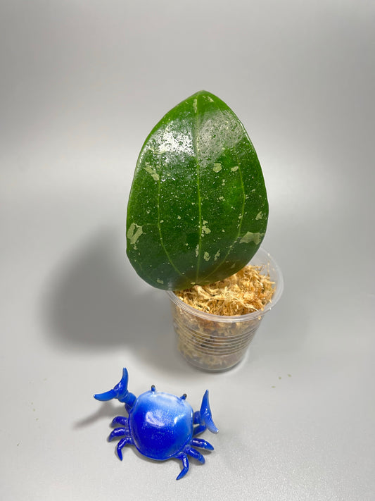 Hoya macrophylla snow queen - Unrooted