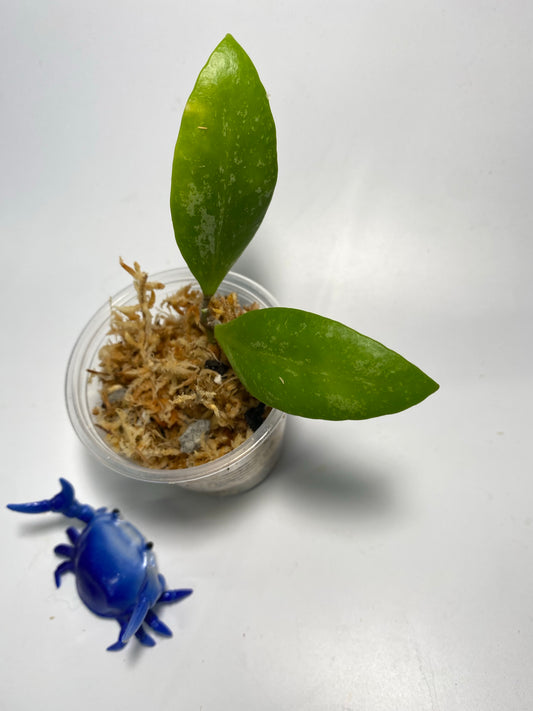 Hoya inconspicua - unrooted