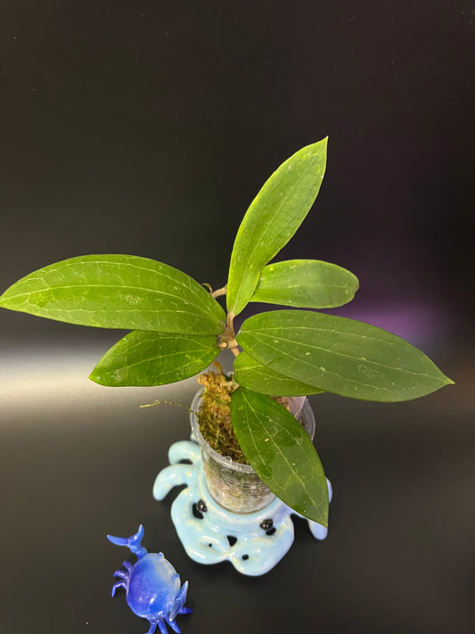 Hoya sp NR02 - starting to root