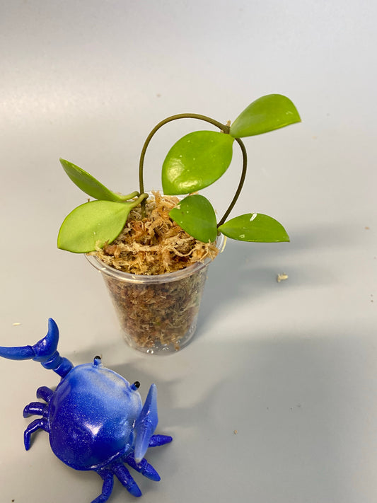 Hoya picta - barely starting to root