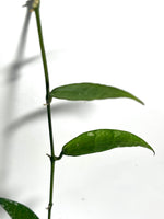 Hoya lacunosa mr tent EPC 329 - Unrooted