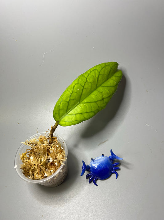 Hoya cv golden eye - Unrooted