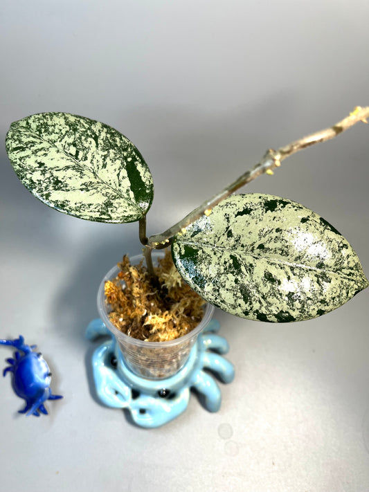 Hoya carnosa Wilbur graves (Russia) - Unrooted