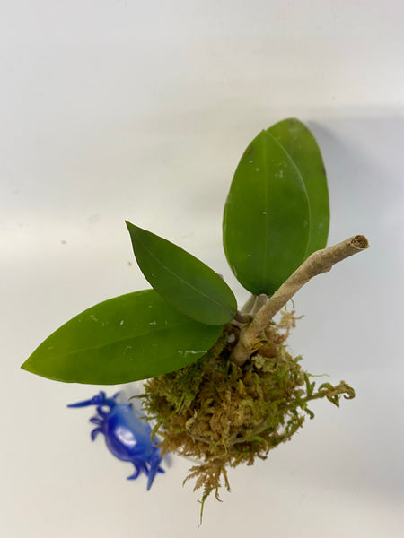 Hoya Verticillata - has some roots