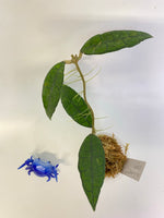 Hoya finlaysonii long leaf - has roots