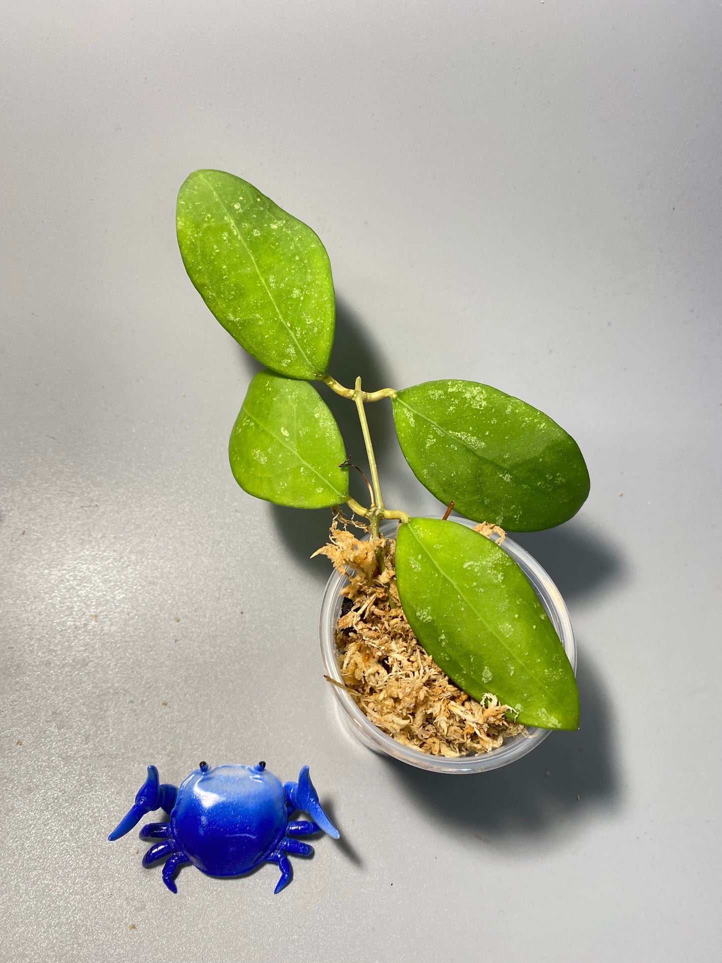 Hoya erythrostemma - pink corona - unrooted